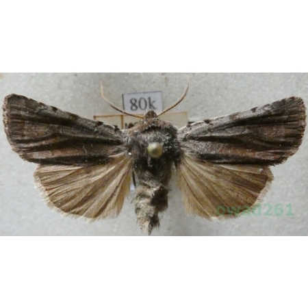 Cerastis leucographa (Denis & Schiffermüller, 1775) Czech80k